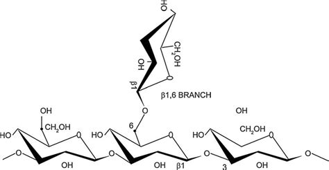 A linear 1,3 glycosidic chain of β-D-glucose monomers linked by a 1,6 ...