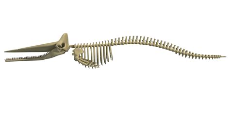 Sperm whale skeleton 3D - TurboSquid 1255007