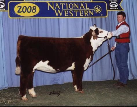 show calf grooming pictures | Show Cattle Fitting http://wirthpolledherefords.com/Bel.html | 4-H ...