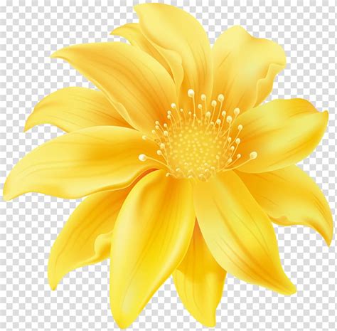 Free download | Flower Yellow Desktop , yellow flowers transparent ...