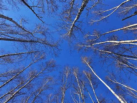 Birch Trees in Alaska Photograph by David Knowles - Fine Art America