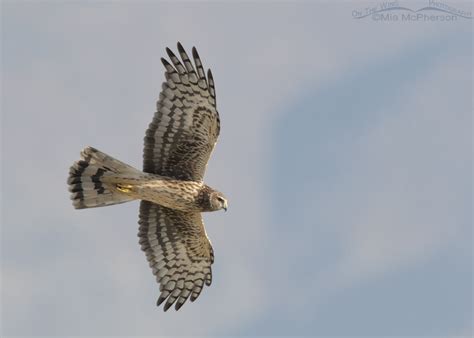 Northern Harrier flying over a Barn Owl – Mia McPherson's On The Wing ...