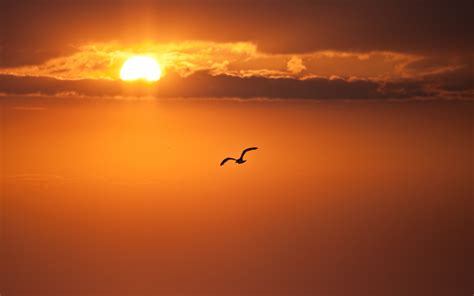 Birds Flying Wallpaper Sunset