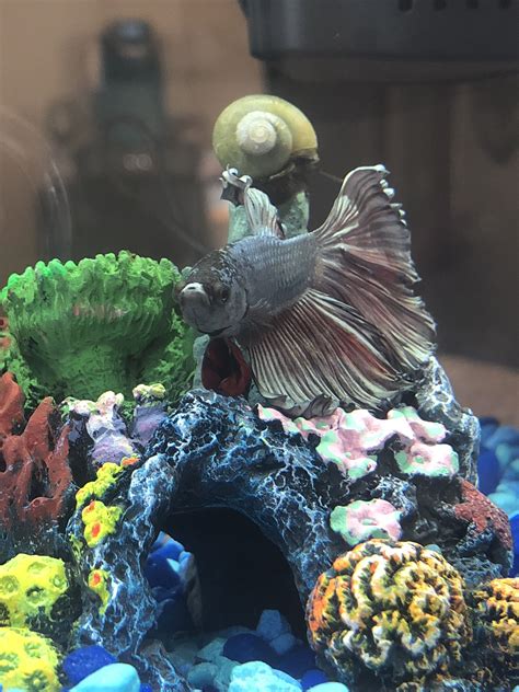 Betta fish and mystery snail tank mates. | Snail tank, Betta fish, Aquarium fish tank