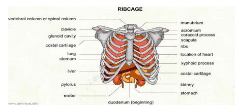 Picture Of What Is Under Your Rib Cage : Sudden Sharp Pain Under The Left Rib Cage - Causes ...