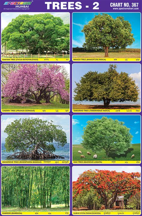 Types Of Trees With Names