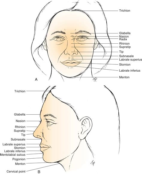 Aesthetic Facial Analysis - Clinical Tree