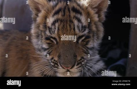 White tiger lying down panthera Stock Videos & Footage - HD and 4K Video Clips - Alamy