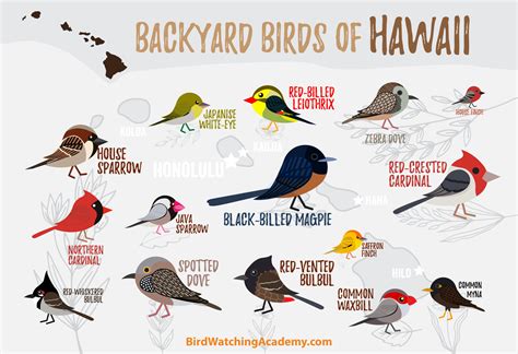 Backyard Birds of Hawaii - Bird Watching Academy