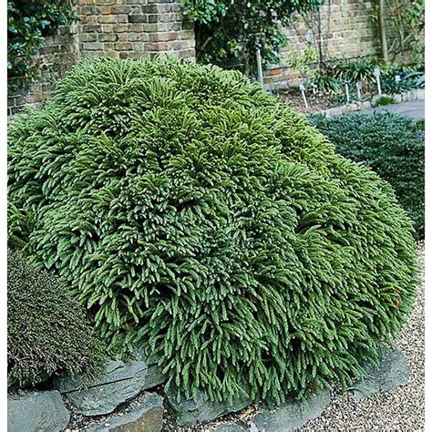 Monrovia Dwarf Japanese Cedar Foundation/Hedge Shrub in Pot (With Soil ...