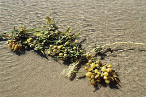 Fucus | Seaweed, Macroalgae, Bladderwrack | Britannica