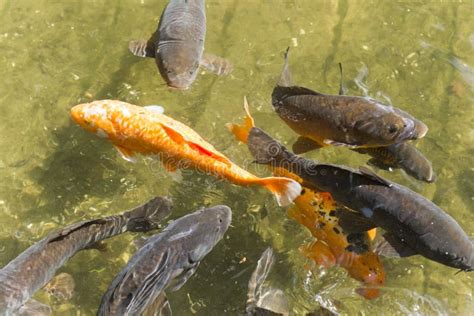 Orange Koi Fish Surrounded by Black Koi in Clear Pond Stock Image - Image of japan, pond: 189544097