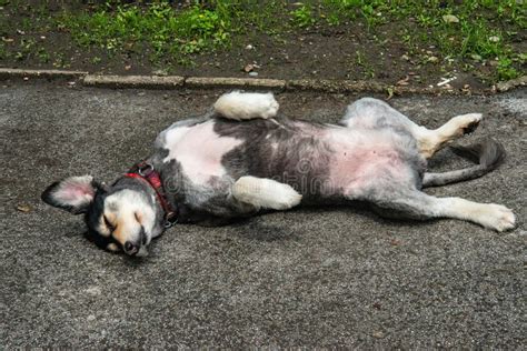 The Dog is Lying on the Back and Sleeping on the Street Stock Image ...