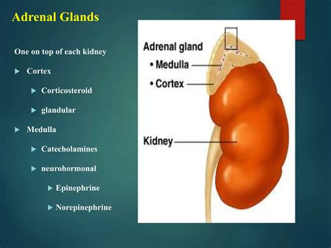 Adrenal glands | PPT | Free Download