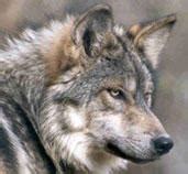 Mexican wolf count indicates that true recovery is distant | The Extinction Chronicles