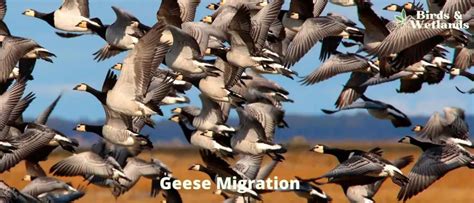 Facts About the Geese Migration You Didn't Expect To Learn Today - Birds & Wetlands