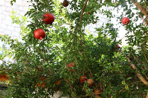 Safed Israel October 11, 2019. The ancient city in the north of Israel was founded by the son of ...