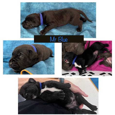 Great Dane X Mastiff - Mandurah - PetsForHomes