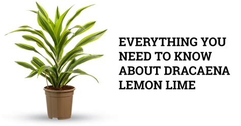 Dracaena Lemon Lime Plant Care Guide