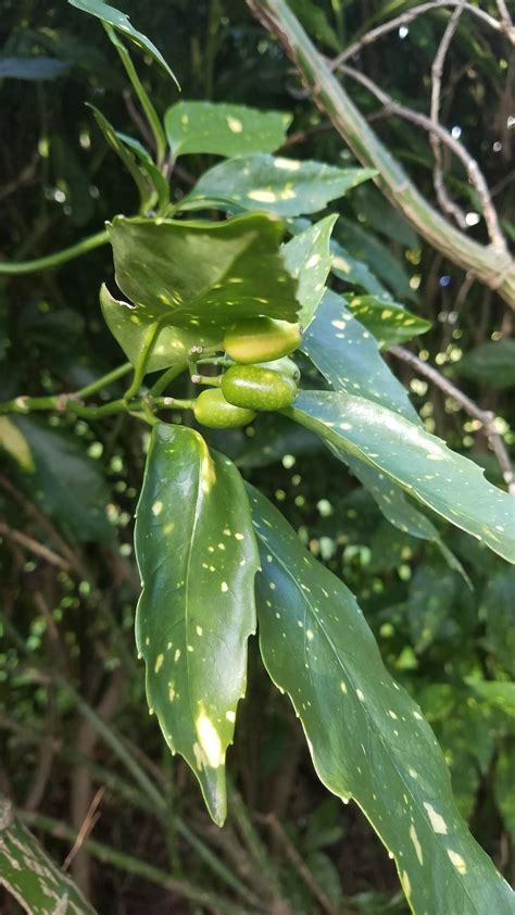 Variegated Japanese Aucuba (Aucuba japonica 'Variegata') - Garden.org