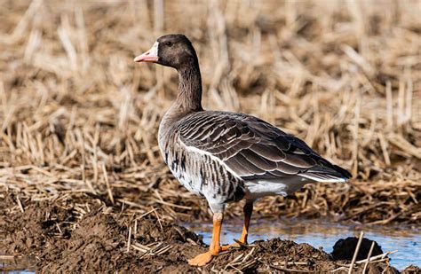 The Greater White-Fronted Goose - A Goose That Thrives In Cold Weather