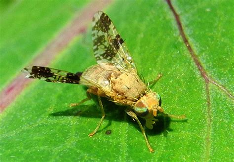 Species New to Science: [Entomology • 2019] Revision of the Old World Species of the Genus ...