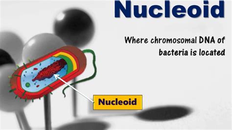 Nucleoid - YouTube