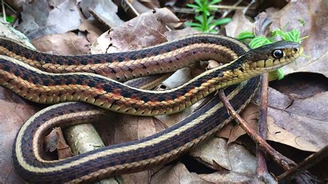 Snakes of Colorado | Museum of Natural History | University of Colorado ...