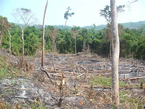 Deforestation Philippine Clearing House Mechanism