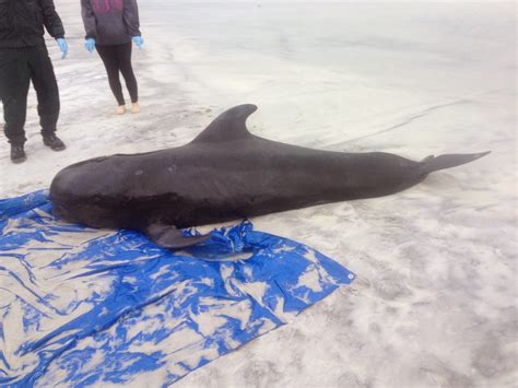 Oyster Radio: Short-finned Pilot Whale Stranding on Santa Rosa Beach