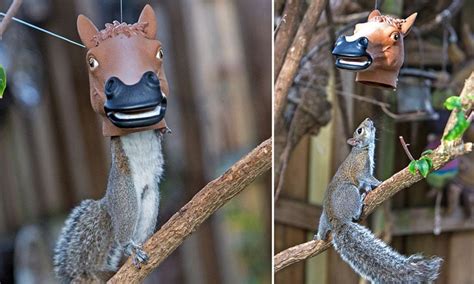 Horse Head Squirrel Feeder - Awesome Stuff 365