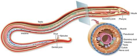 Los nematodos, también conocidos como nemátodos, nematodes y ...