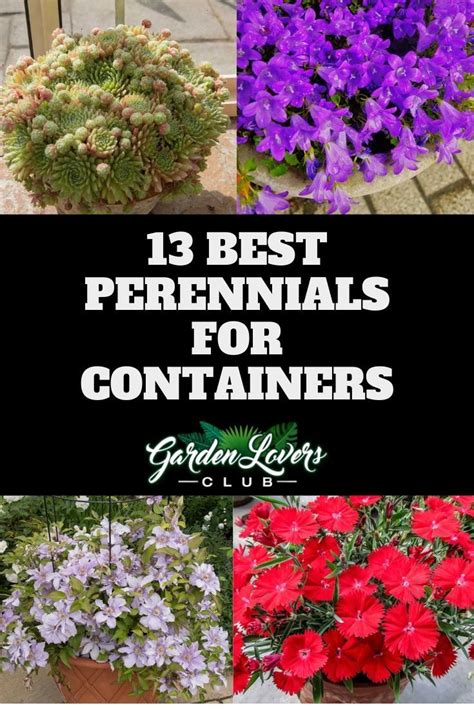 Top 15 Perennials That Thrive in Pots