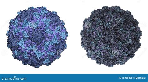 Human Rhinovirus Stock Photo - Image: 25288300