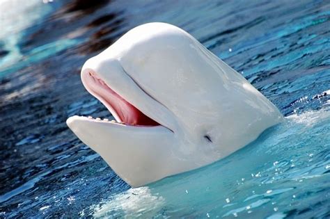 Extremely Rare Albino Whale Spotted in Sydney - IBTimes India