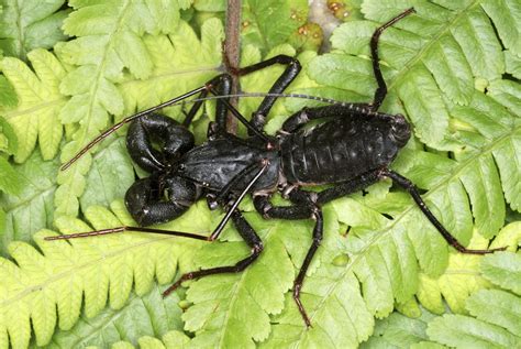 Acid-spraying, scorpion-like insects spotted in Texas