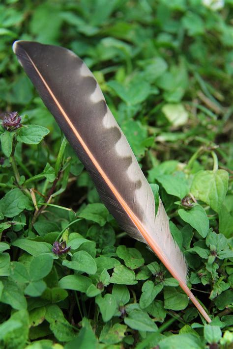 Found the most gorgeous feather from a Northern Flicker (native woodpecker) in our backyard ...