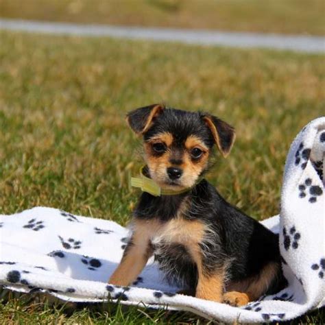 Chorkie Puppies For Sale | Greenfield Puppies