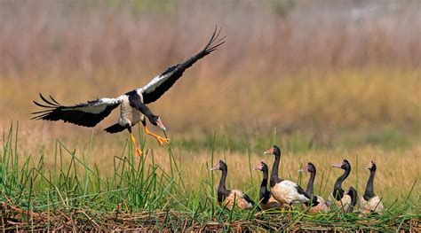 Magpie Goose - BirdLife Australia