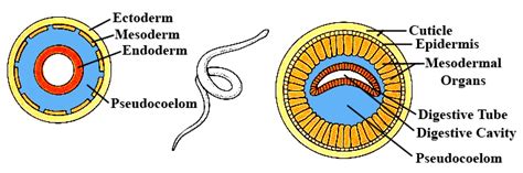 Freethought Forum - An Introduction to Zoology: Chapter 11