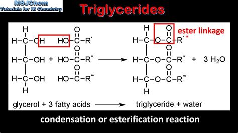 Structure Of Triglyceride