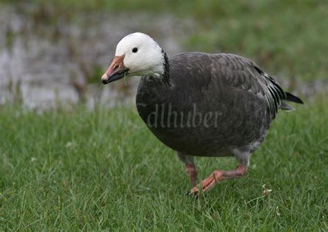 Blue Morph Snow Goose Archives - Window to Wildlife - Photography by Jim Edlhuber