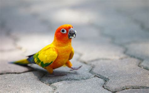 Sun Conure HD Wallpaper: Vibrant Sun Parakeet