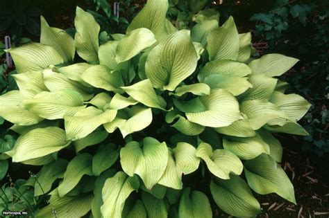 Hostas for Sun | HGTV