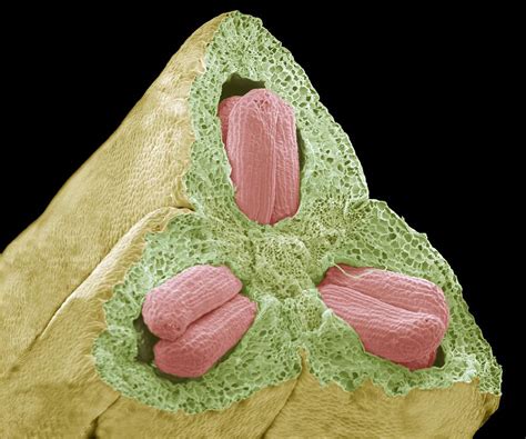 Flower Ovary And Ovules, Sem Photograph by Steve Gschmeissner - Pixels