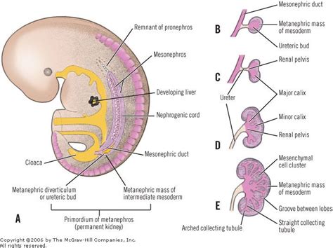 Embryology of the Kidney - Interactive Biology, with Leslie Samuel