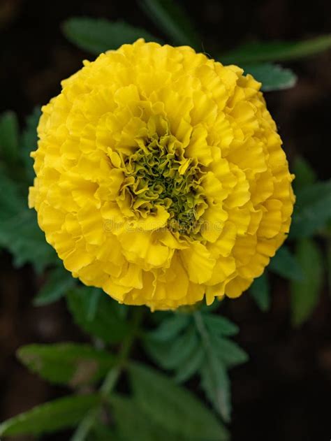 Close Up of Beautiful Marigold Flower Mexican, Aztec or African Marigold in the Garden Stock ...