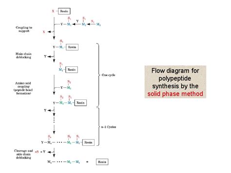 Flow diagram for polypeptide synthesis by the solid phase method