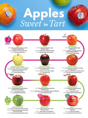 Apple Sweetness Scale: How to Pick the Perfect One