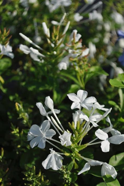 Plumbago Plumbago Auriculata White from American Farms